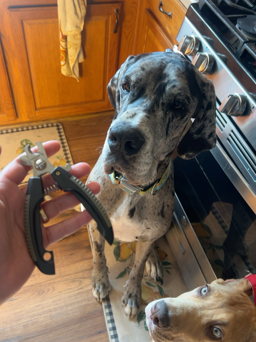 The Clip Happens™ Dog Nail Clippers